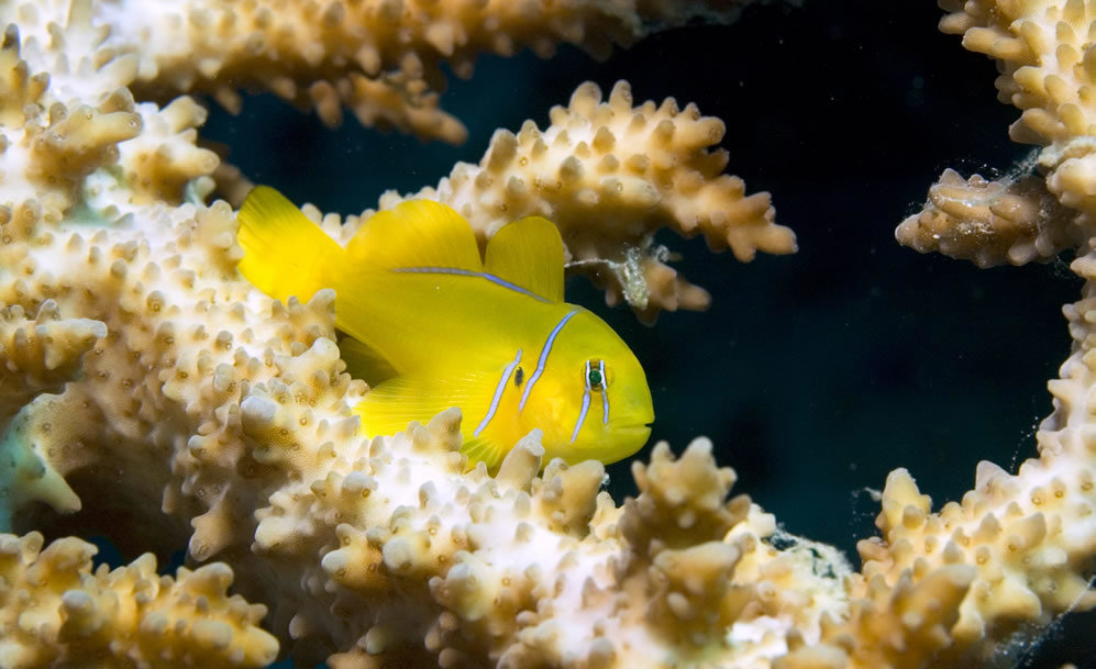 Желтый амфипреон на древовидном коралле.