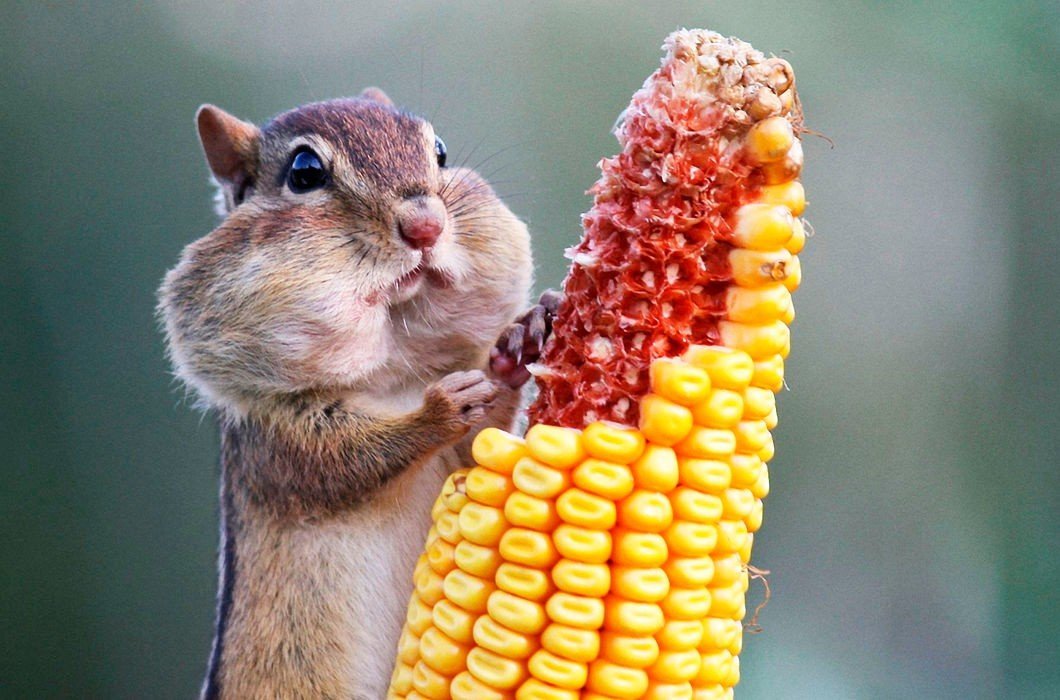 �������� �������� � ���������, ���� ������� ������������