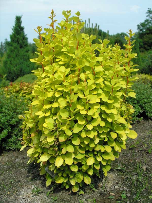 барбарис тунберга (berberis thunbergii `maria`) фото