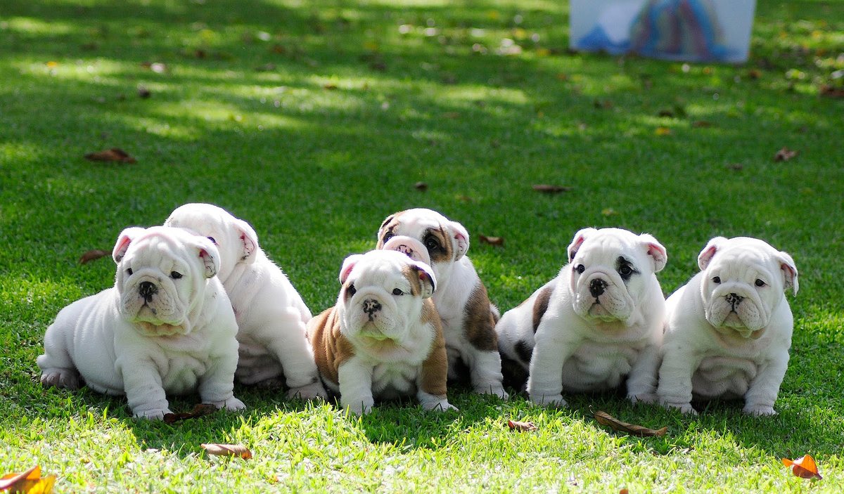 English bulldog puppies for sale in michigan