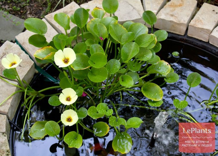 водная фиалка растения для водоемов