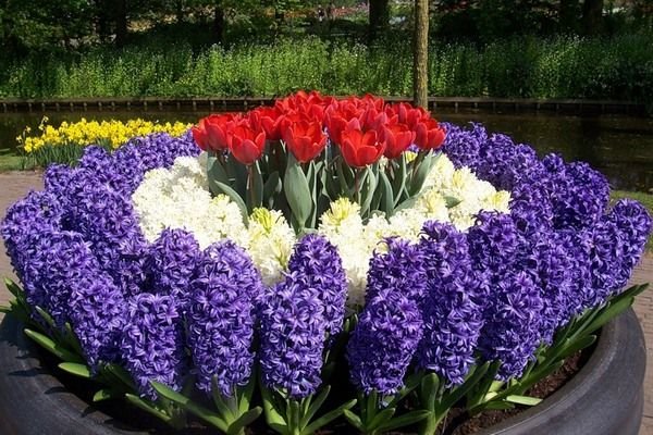 гиацинты на клумбе фото