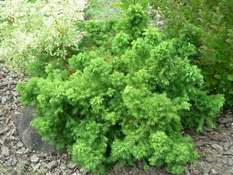 туя malonyana holub фото