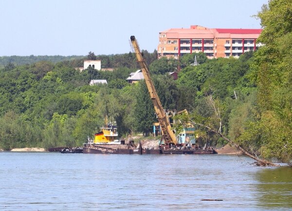 Плавучая землеройка