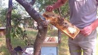 привой для пчел фото