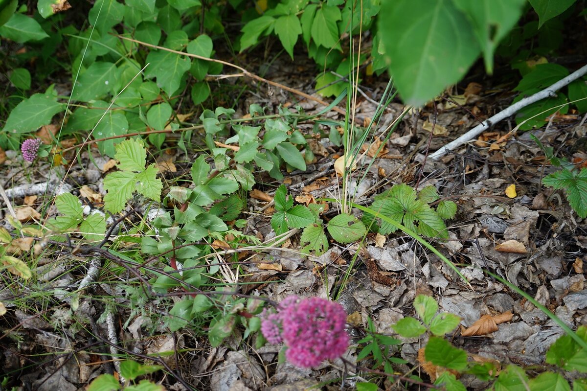 Цветок розовый 