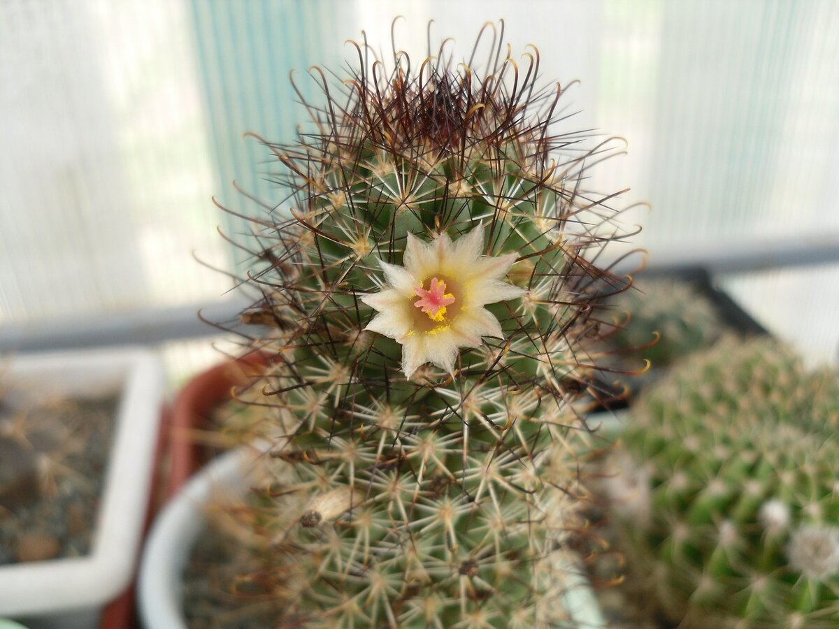 Кактусная полка 