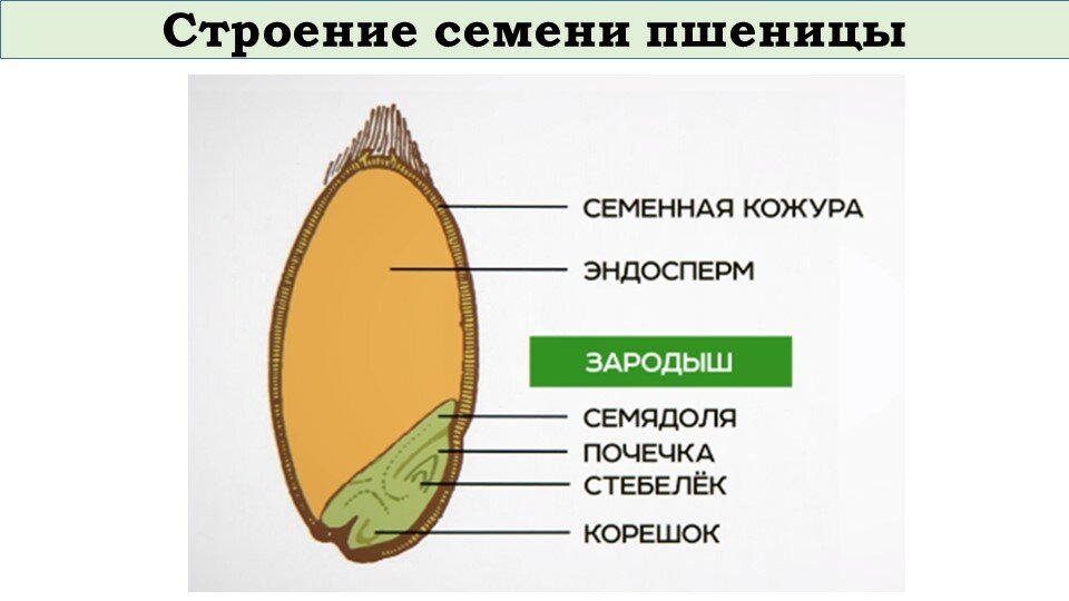 зерновка пшеницы фото