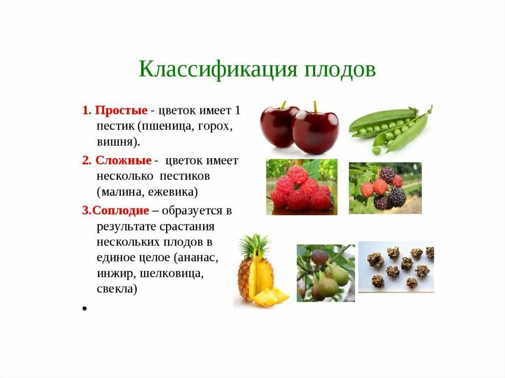 плоды, классификация плодов 6 кл биология фото