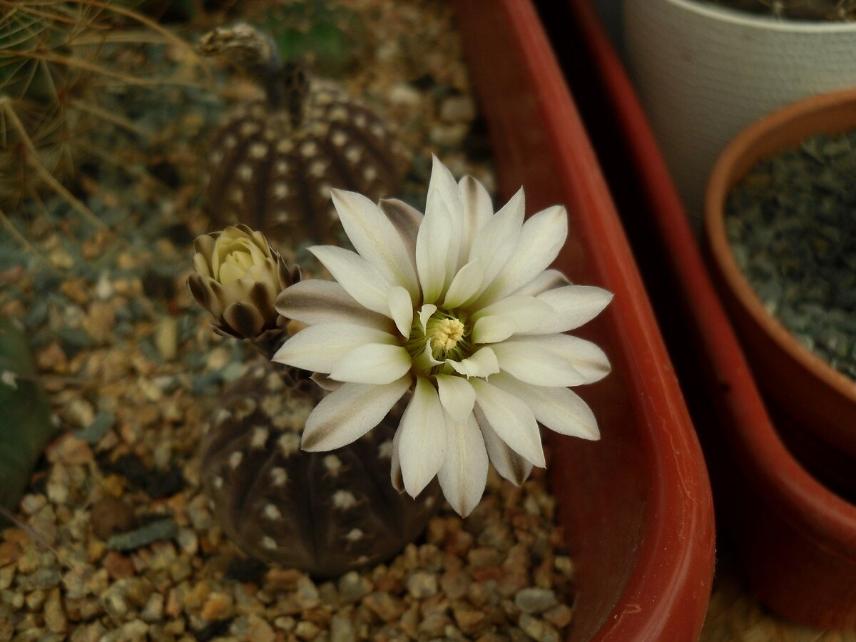 Кактусная полка 