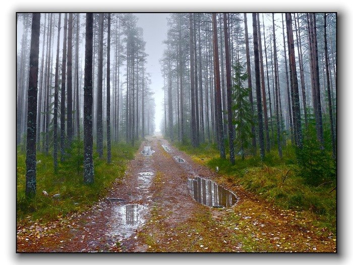 лес после дождя фото