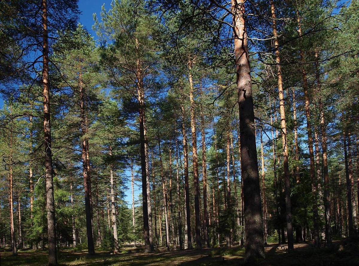 сосновые леса фото