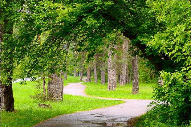 липовая аллея петровский парк фото