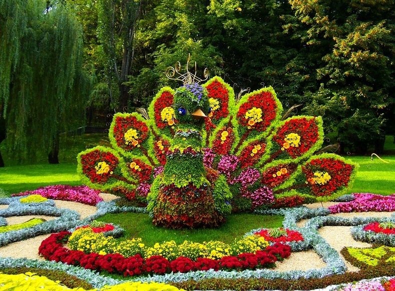 топиарная клумба фото
