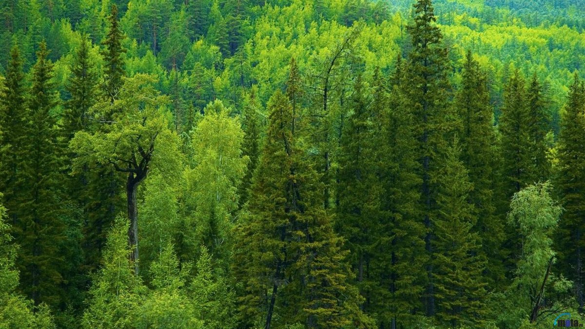 хвойный лес в сибири фото