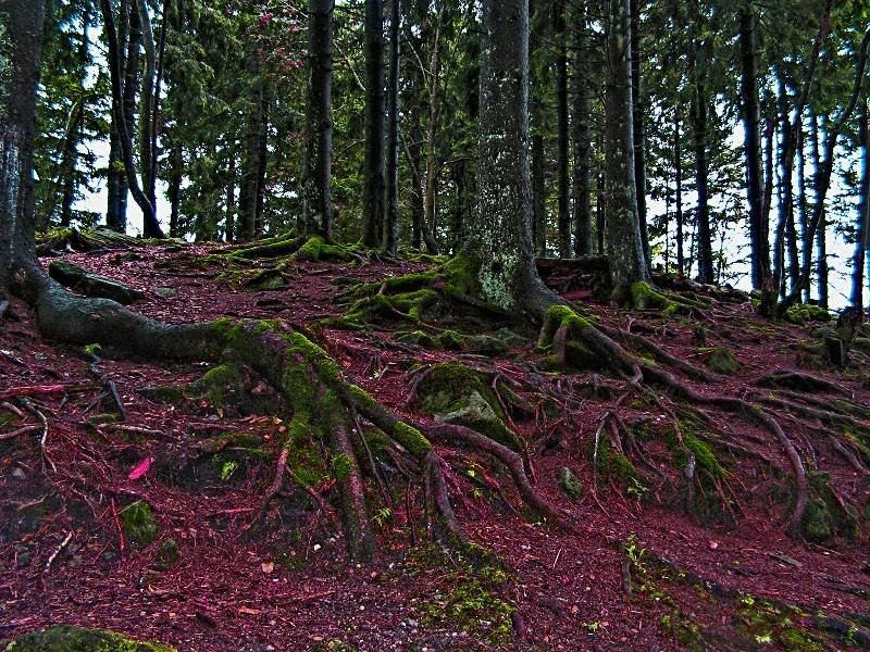 лес шварцвальд германия фото