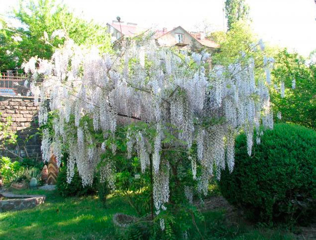 глициния китайская фото