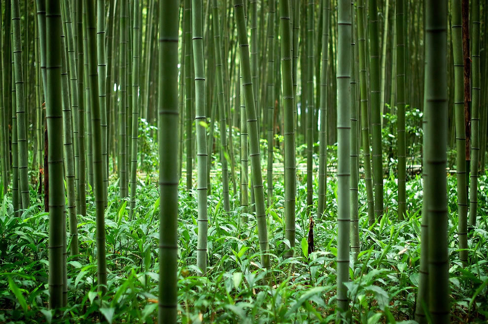 бамбуковая роща геншин фото