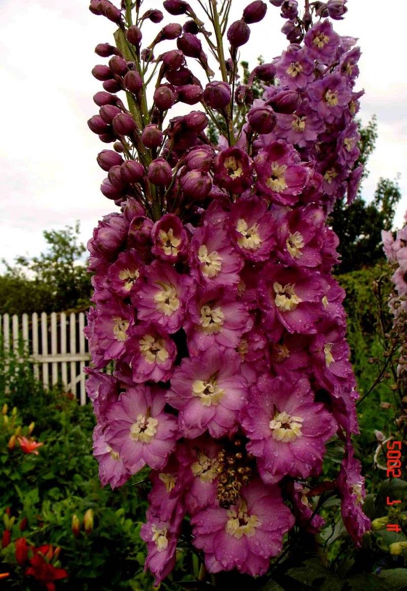 дельфиниум (delphinium `astolat`) фото