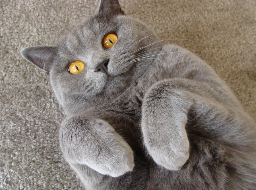 «Британская короткошерстная кошка: характер, история, фото.» — карточка ...