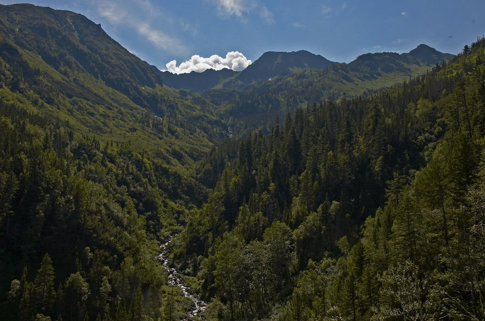 тайга картинки фото