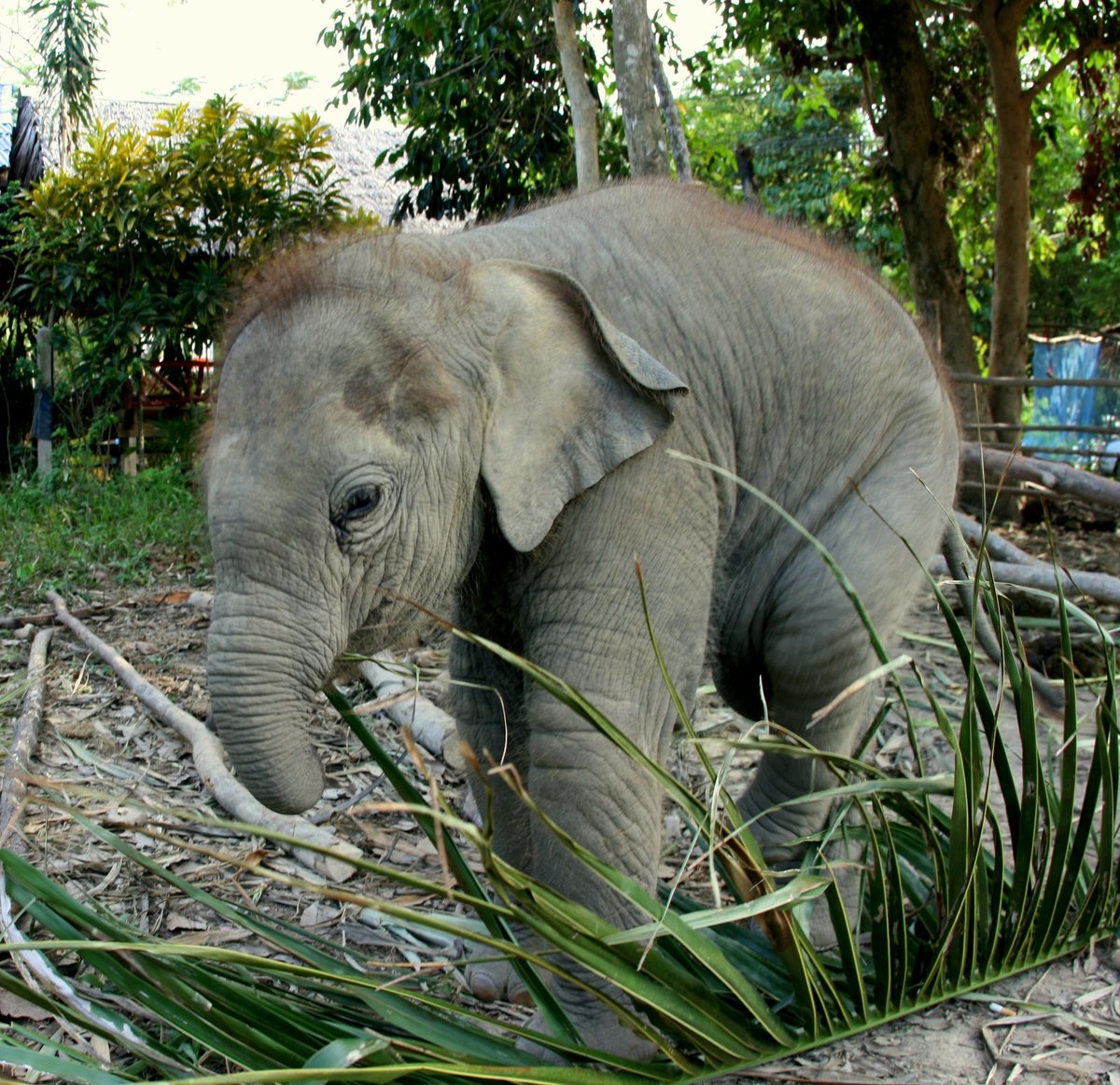 Картинки таиланд слоны