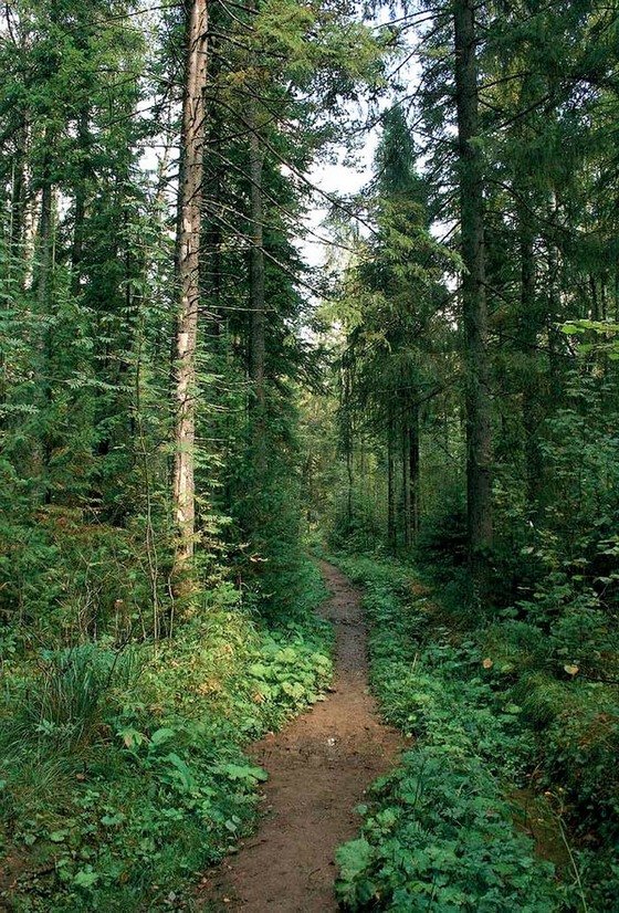 тайга вертикальное фото