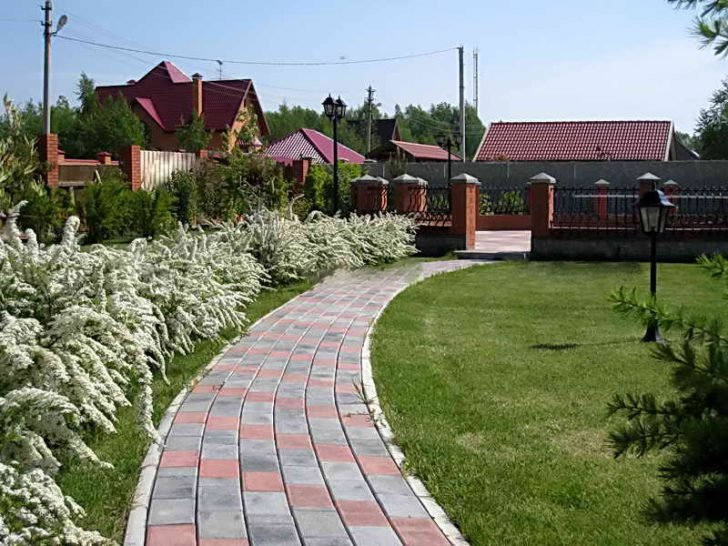 спирея серая грефшейм фото