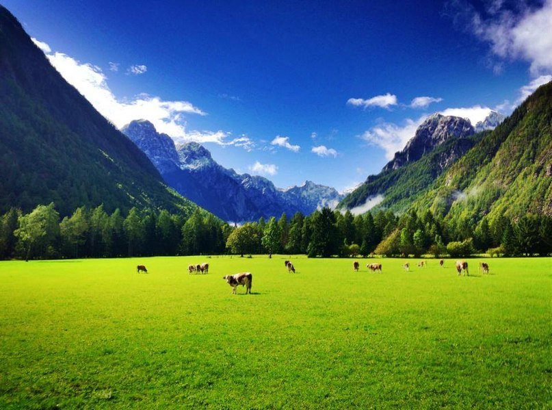 альпийские луга с коровами фото