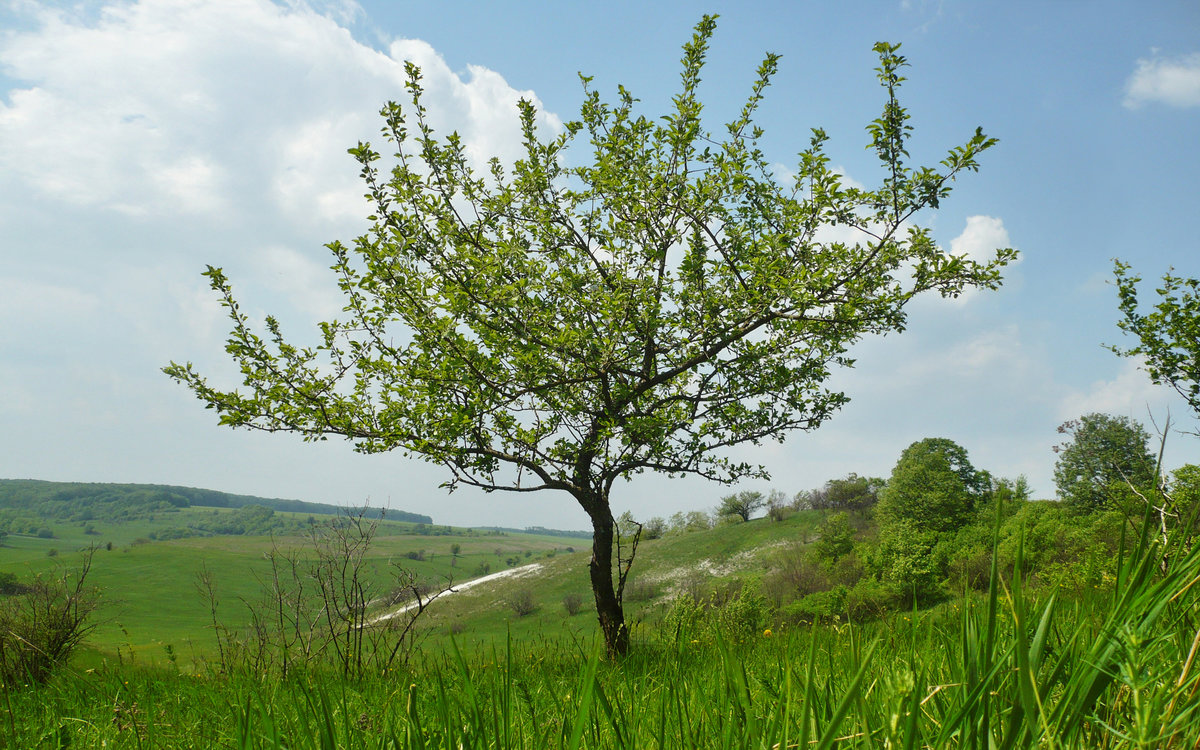 яблоня лесная malus sylvestris фото