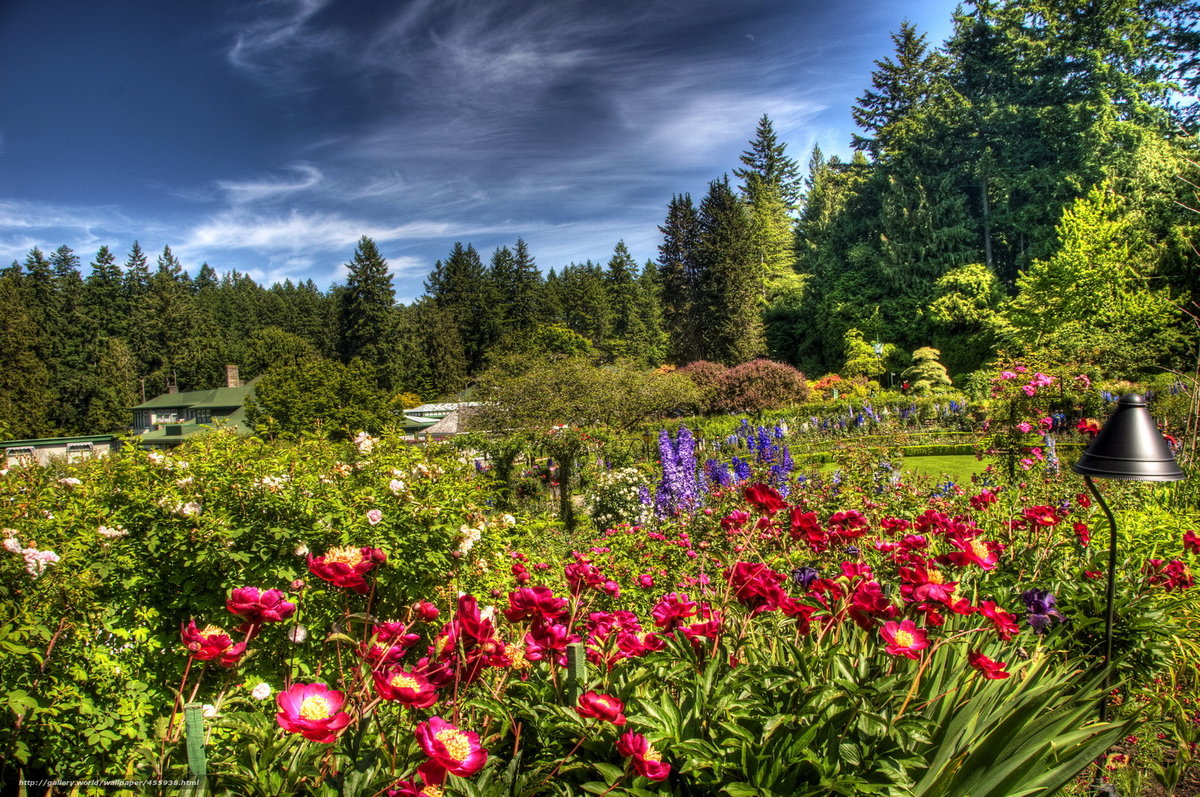 butchart gardens, канада розарий фото