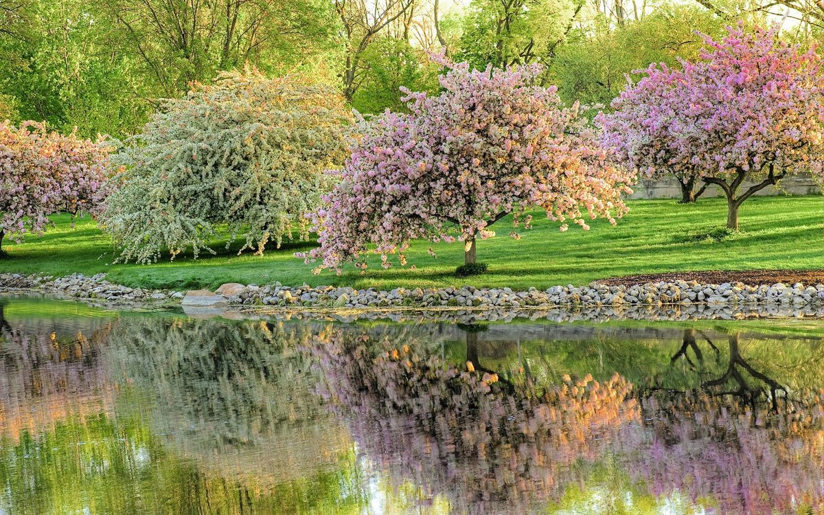сакура парк фото