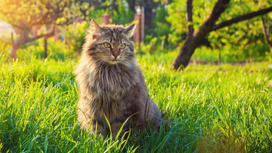 Сибирская кошка — порода полудлинношёрстных кошек