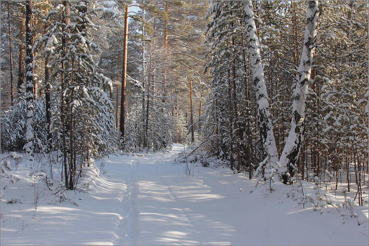 лес зима фото