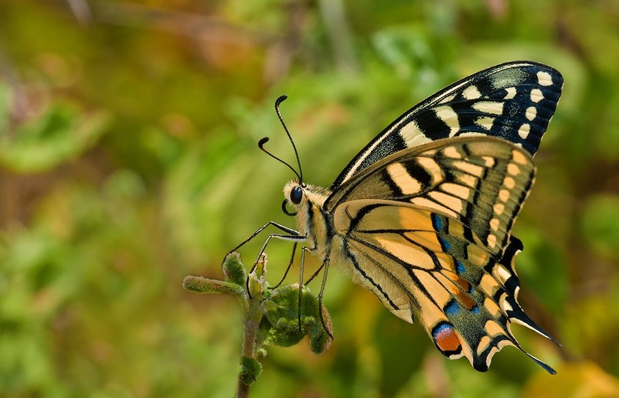 Макрофотографии бабочок