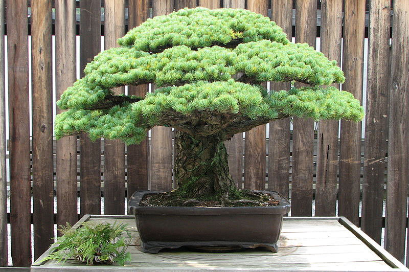 декоративные японские деревья
