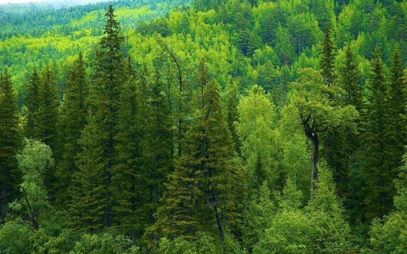 хвойные леса россии фото
