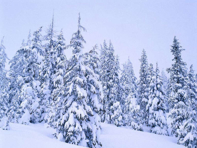 снежный лес рисунок фото