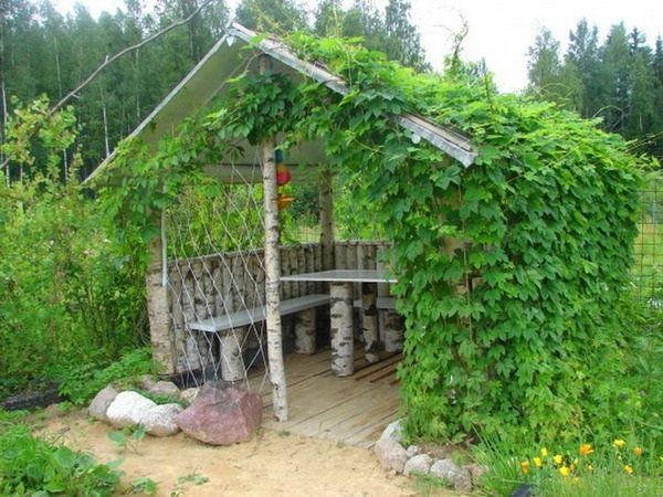 девичий виноград на беседке фото