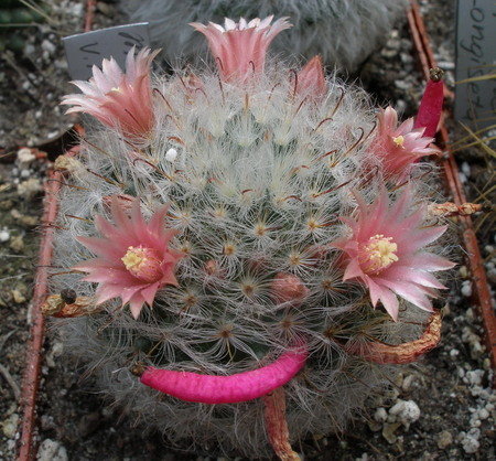 Картинки по запросу large-flowered cactus
