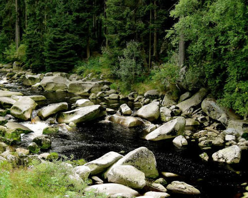 лес река камни фото