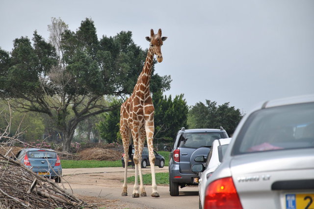 serengeti park германия фото