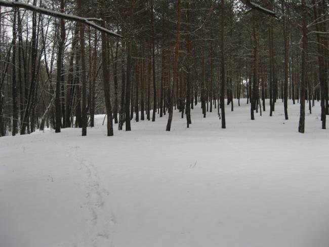 гилевская роща тюмень фото
