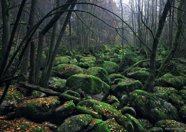 баварский лес в германии фото