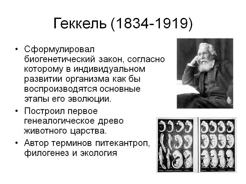 биогенетический закон геккеля фото