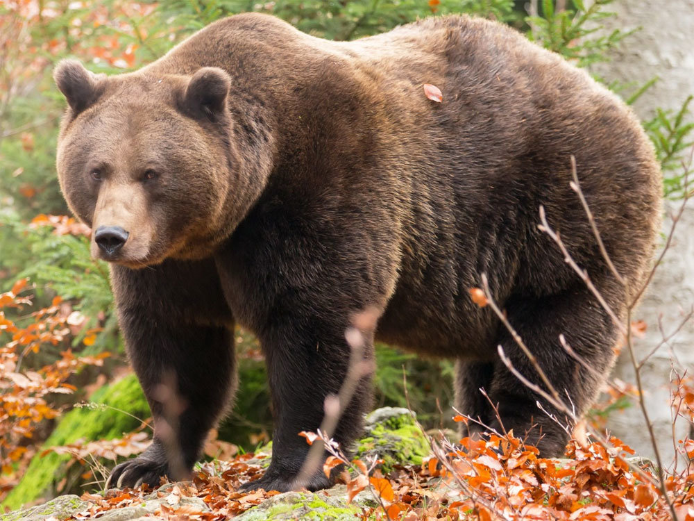 Размеры русского сибирского бурого медведя достигают: в весе до 800 кг, а высотой до 2,5 метров. Это большой любитель рыбы, обитающий у рек Анадырь, Колыма и Енисея. Иногда встречается в Китайских провинциях.