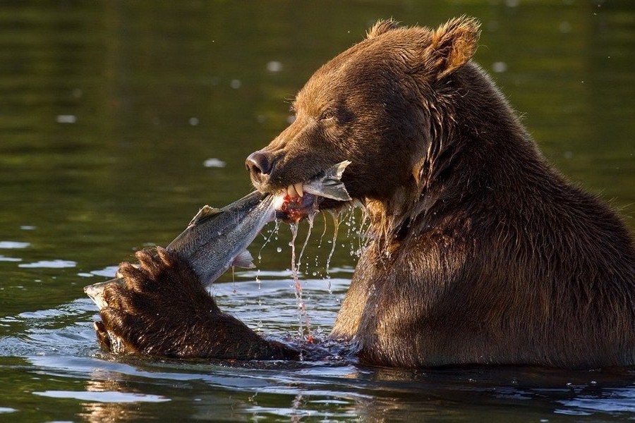 Фотоохота на бурого медведя