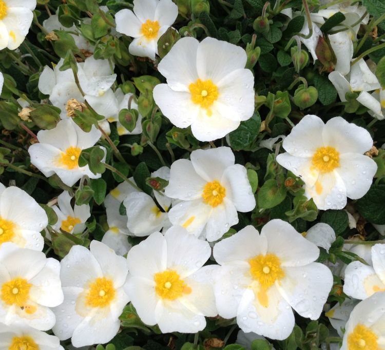 cistus salviifolius фото