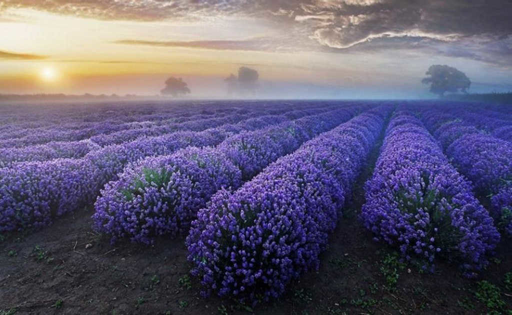 лавандовое поле фото