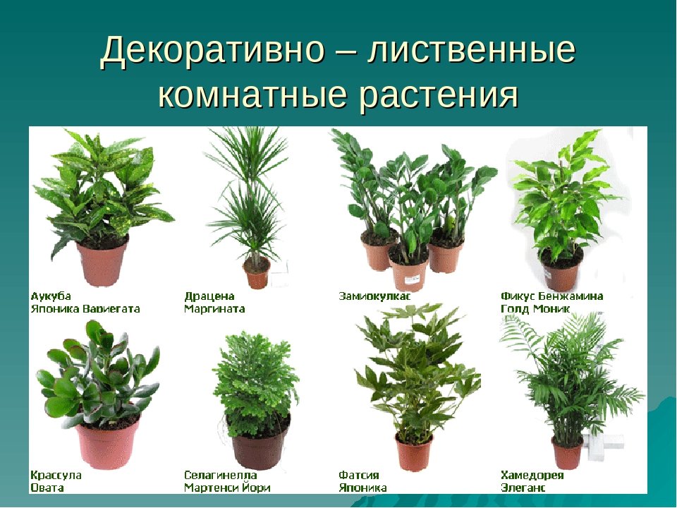 декоративные растения названия и фото
